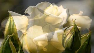 Just show me how to love you - Sarah Brightman