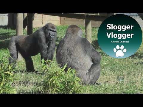 Gorilla Lope stürmt an seiner Mutter vorbei, starrt sie an und schlägt sich der Brust