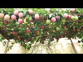 Growing Passion Fruit At Home Is Not Difficult If You Watch This Video