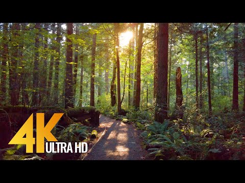 4K Virtual Forest Walk with Nature Sounds - Tradition Lake Loop Trail, Issaquah