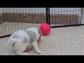 Mini Sheepadoodle dogs for sale: Cupcake - Video 1