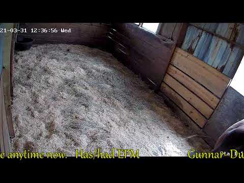 Avalon Acres Live Stream/Foal Watch