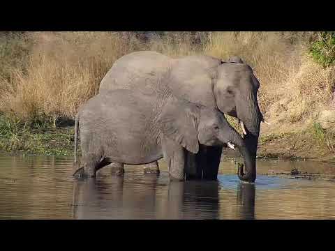 Djuma: Elephant herd getting drink at the dam - 16:18 - 04/15/21