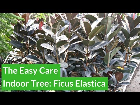 , title : 'The Easy Care Indoor Tree: Rubber Plant (Ficus Elastica) / Joy Us Garden'