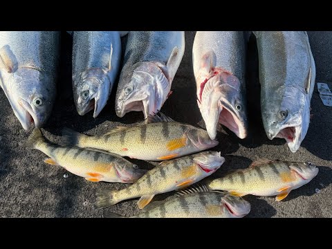 Huge Perch & Trout Milwaukee Harbor