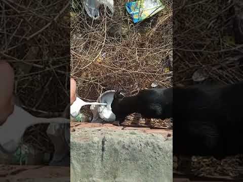 #ilovemydog ❤️❤️❤️