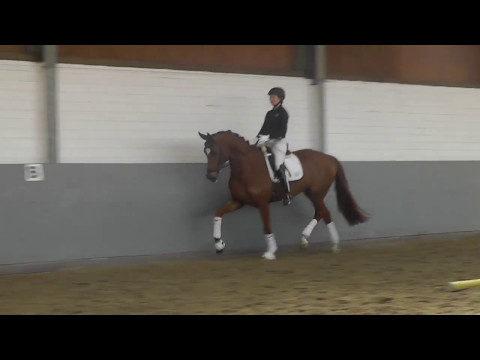 Weidenhof-Verkaufspferd:"FÜRSTIN GLORIA" *2017, Hannoveraner v. Fürst Romancier