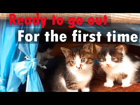 kittens go out of the nest for the first time! 😍😂