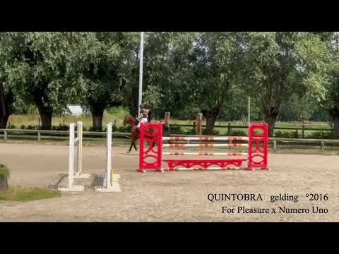 Quintobra F
