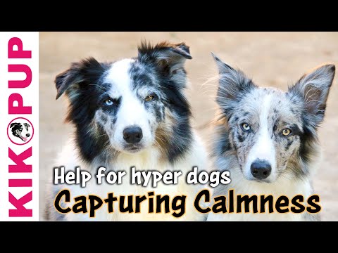Capturing Calmness- how to train calmness in dogs