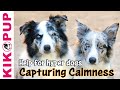 Capturing Calmness- how to train calmness in dogs ...
