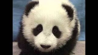 Musikkeksamen, Delillos - Tøff i pysjamas