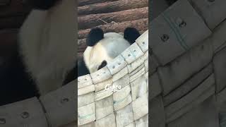 Este Panda se esconde de su cuidadora 😱 #viralvideo