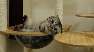 猫への愛の前には、限界も国境も存在しない... 映画『猫たちと7000マイルの旅』日本版予告編