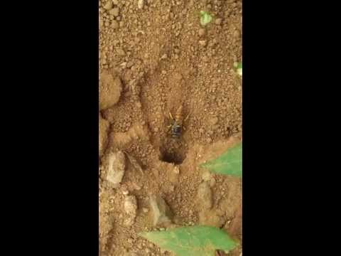 comment trouver nid de guepe