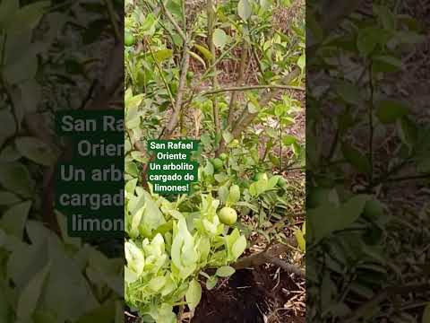 En San Rafael Oriente, un arbolito cargado de limones.