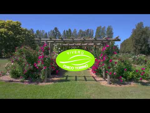 Recorre nuestro vivero - Vivero Chico Torino (Uruguay)