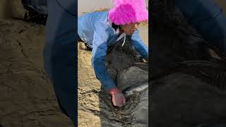 Download lagu #fishing #viralvideo #villagelife #lifeisbutadream mp3