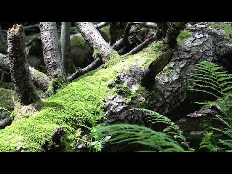 Ein Urwald in Österreich - der letzte in ganz Mitteleuropa / krone.tv Reportage