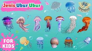 Download lagu Learn About Jellyfish Types | 20 Types of Sea Jellyfish | 20 types of jellyfish | Sea jellyfish mp3 Download lagu Learn About Jellyfish Types | 20 Types of Sea Jellyfish | 20 types of jellyfish | Sea jellyfish mp3