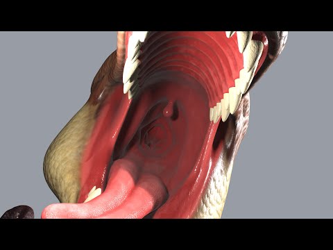 3D POV Nom - Momma T-Rex Eats You w/SFX