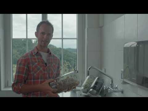 Sprossen selber ziehen. Hüllen entferne ich so am einfachsten