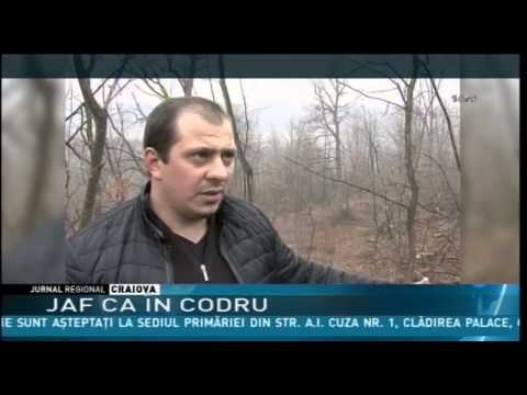 JAF CA ÎN CODRU