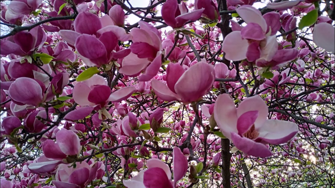 Розкрили магнолії крила