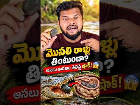 మొసలి రాళ్లు తింటుందా? అసలు కారణం తెలిస్తే షాక్! 😱.