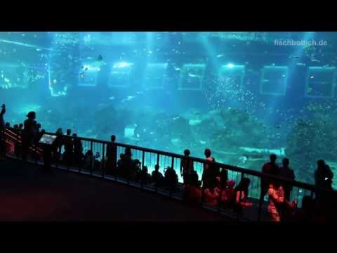 [HD] Open Ocean @ S.E.A. Aquarium [1/17]