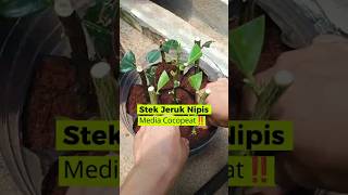 Download lagu Cara Stek Jeruk Nipis Agar Cepat Berakar & Tumbuh Subur 🌱 mp3