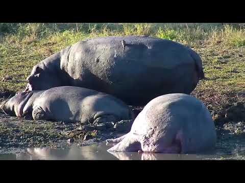 Djuma: Hippos with Oxpeckers - 16:00 - 06/16/21