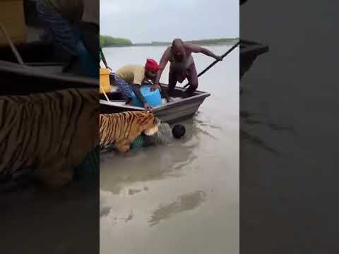 On Camera Recording Fisherman Sundarban Boat!🐯