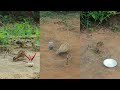 Easy Making Quick Quail Trap From Wood Really Unique Bird Trap
