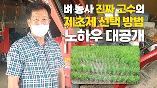 벼 농사 잡초 제거 진짜 고수의 초기제초제 & 중기제초제 선택법