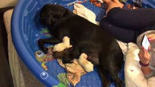 Black lab giving birth to 9 puppies - 3 different lab colors