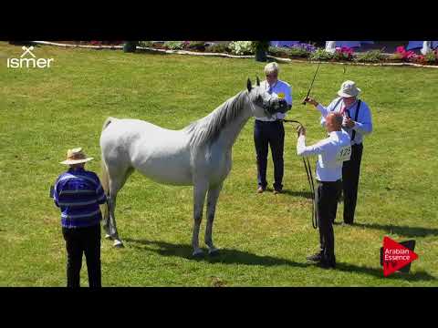 N.125 ALFABIA AKIABARA - Strohen 2018 B Int