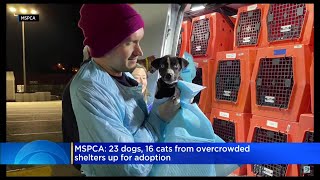 23 dogs, 16 cats from overcrowded shelters to be put up for adoption in Massachusetts