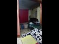 Smoky The Cat Catching A Bat