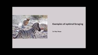 Optimal foraging theory- examples of animal behaviour