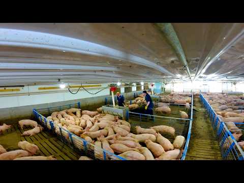 Washing Pig Barns & Moving Feeding Mats for Growing Pigs