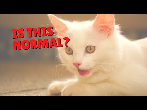 Do Cats Breathe Through Their Mouths? | Two Crazy Cat Ladies