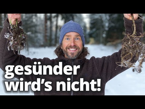 Die gesündeste Pflanze Deutschlands! Wie du die Brennnessel auch im Winter nutzt