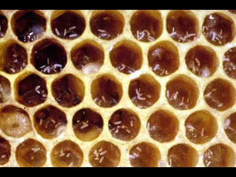 Recognizing And Dealing With A Laying Worker Hive