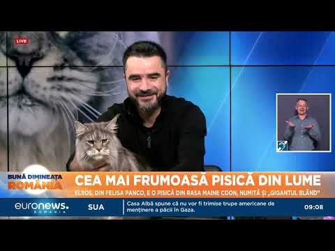 Cea mai frumoasă pisică din lume, în studioul Euronews România