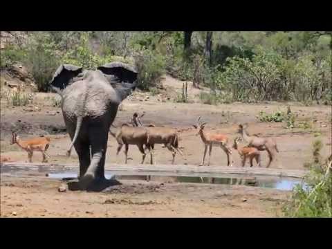 Elephant bulls at a water hole in Kruger National Park with FFF Safaris