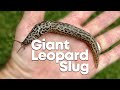 Watch how long this Giant Leopard Slug can stretch!