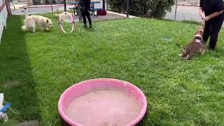 Video preview image #1 German Shepherd Dog Puppy For Sale in Phoenix, AZ, USA