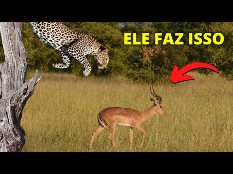 HOW A LEOPARD HUNTS - THE SKILLS OF LEOPARDS