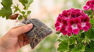 I Wish I Knew This Sooner… How to Prune & Propagate Geraniums for Fuller, Bushier Growth 🌿